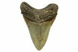 Fossil Megalodon Tooth - North Carolina #378107-1
